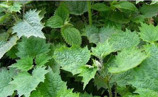 ②治产后抽风,小儿惊风:麻叶荨麻少许,水煎服.