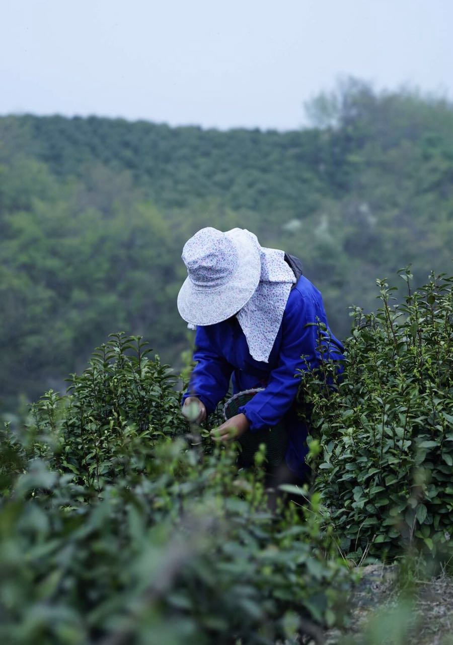 信阳毛尖雨前是上品,明前是珍品