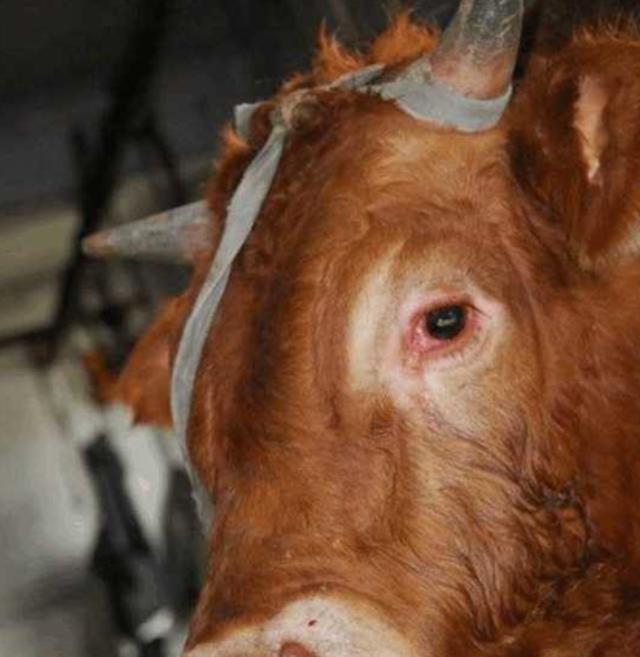 黄牛刚刚走进屠宰厂突然跪地哭泣翻开黄牛肚子屠夫再不杀牛