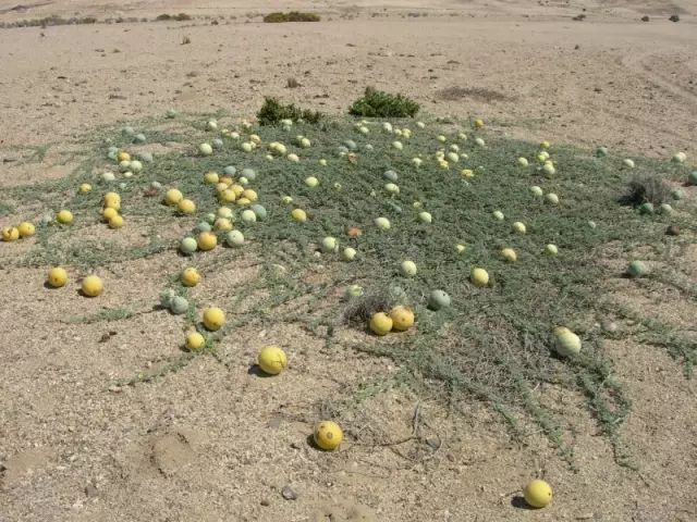 西瓜的野生亲戚之一,citrullus ecirrhosu.