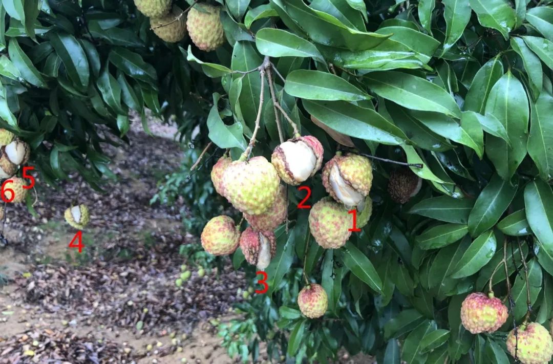 没吃过新鲜荔枝的,没资格评价它!_凤凰科技