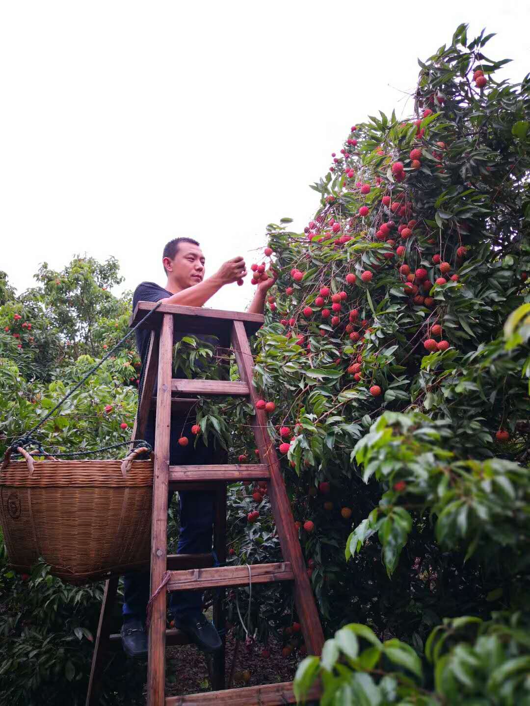 金骊商贸带您一起去摘荔枝