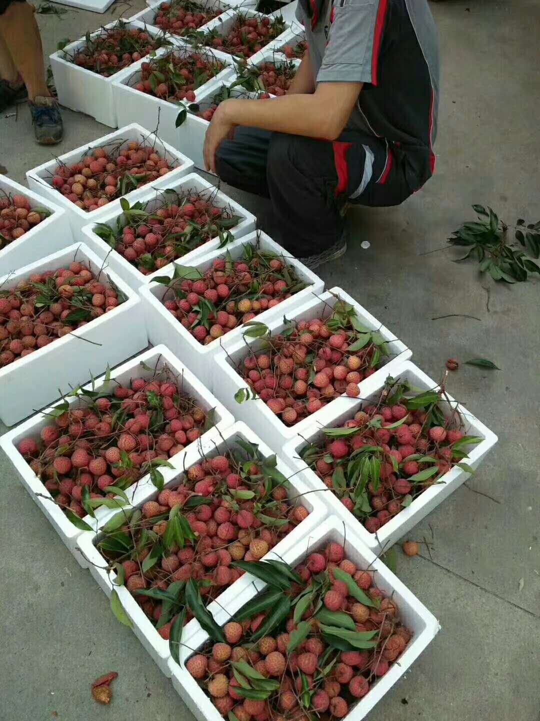快递小哥在打包中,全国各地都可以吃上新鲜的荔枝啦.