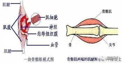 1 骨骼肌收缩原理是什么_骨骼肌纤维的收缩原理