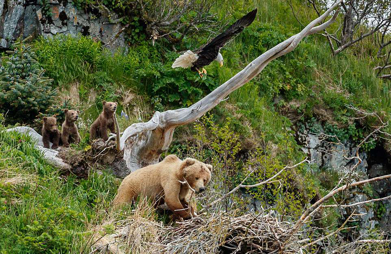 美饥饿棕熊袭击鹰巢遭雄鹰"炸弹式"抵抗