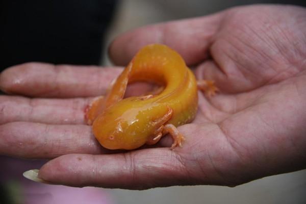 老人在山上钓到一条怪鱼,专家鉴定后的结果,让他惊慌失措__凤凰网