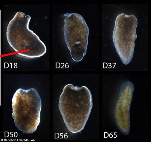 科学家在涡虫体发现神奇干细胞 可帮人类肢体再生