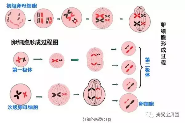 初级卵母细胞通过减数分裂形成只有一半染色体的卵细胞,22条常染色体