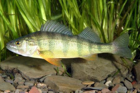 四大淡水鱼中国四大淡水鱼