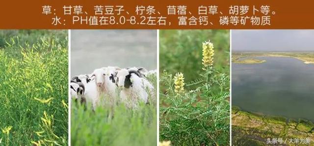 盐池滩羊,是羊,又是药__凤凰网