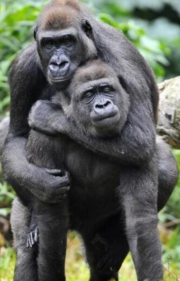 两只猩猩图片可爱图片
