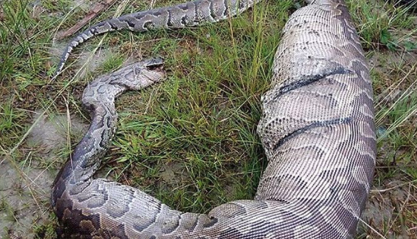 男子早上发现后院有一条大蟒蛇,仔细看后,男子吓坏了!__凤凰网