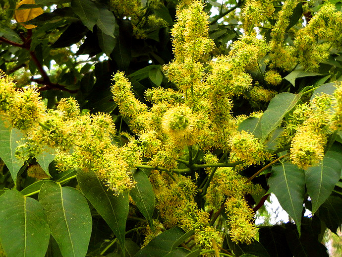 鲜臭椿根白皮捣烂挤汁,佐以适量明矾末涂搽患处,每日3～5次,30日为 1