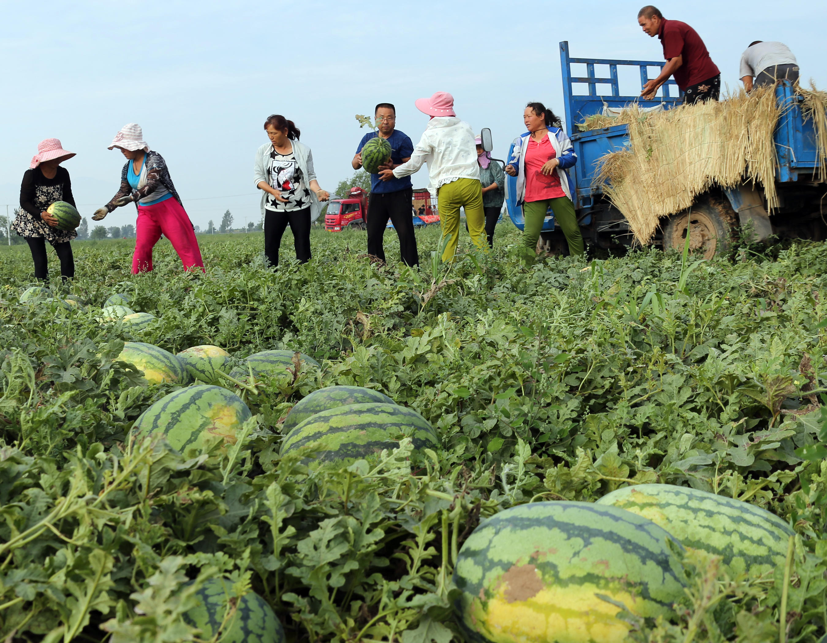 他栽植的露天西瓜,经过科学栽植,精心管理,亩产达到7千多斤