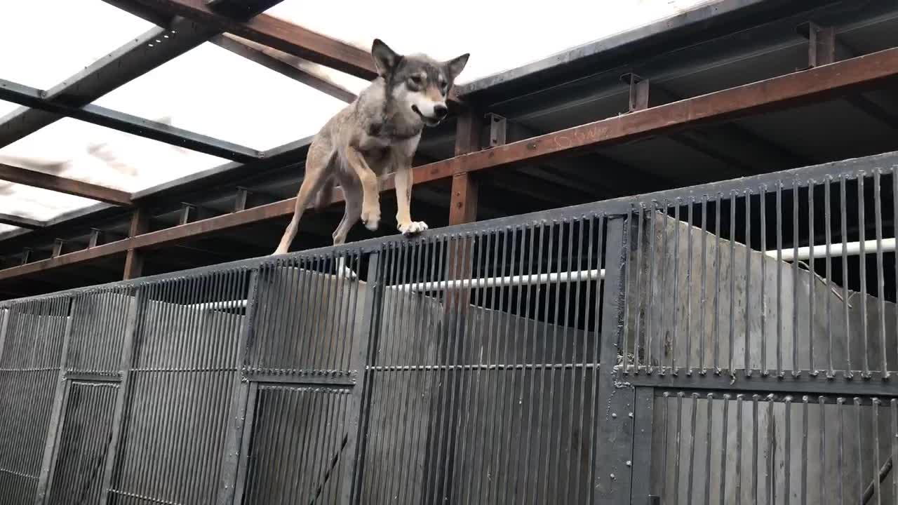 这狼都快成精了