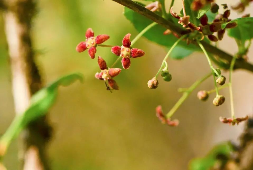 青莢葉(山茱萸科青莢葉屬)