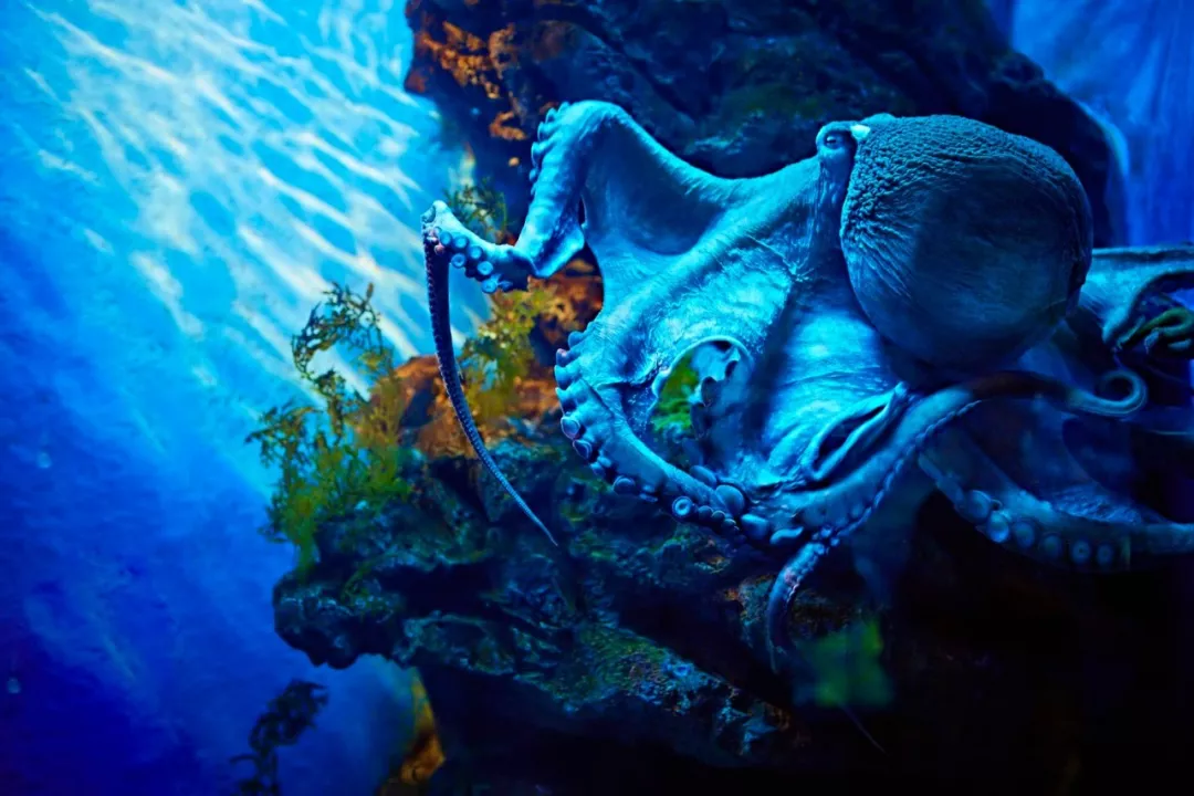 曼谷海洋世界作为东南亚最大的水族馆居然建在市中心siam paragon购物