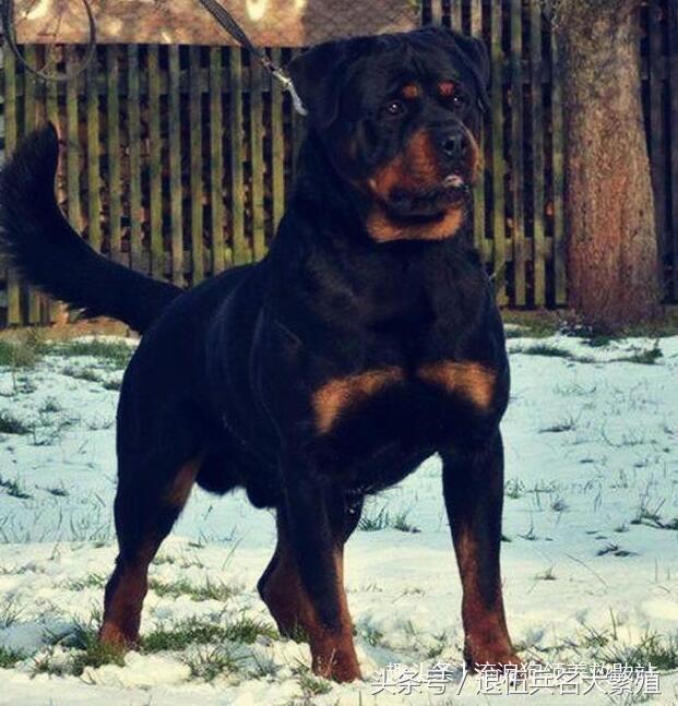 霸气侧漏的护卫犬——罗威纳犬