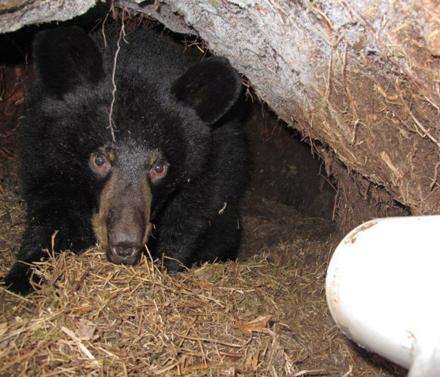 男子山上发现一个巨大的洞,感觉不对劲,凑近查看后顿时双腿发软__凤凰