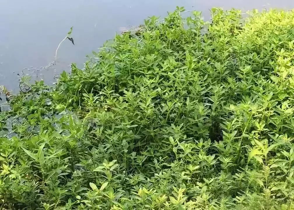 3,水草移植:池塘四周移植水花生,中间种植伊乐藻,轮叶黑藻等,水草面积