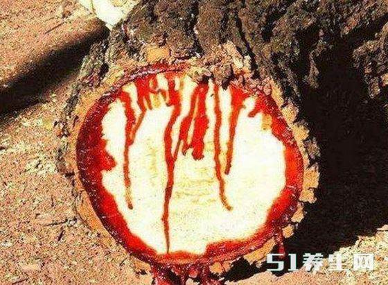农民上山砍柴砍倒了一棵带血树!专家说价值无法估量_凤凰网健康_凤凰网