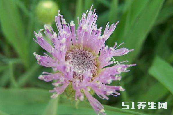 曲菜娘子,長得和苦麻草很相似,不同的是,曲麻草是無毒的,曲菜娘子一般