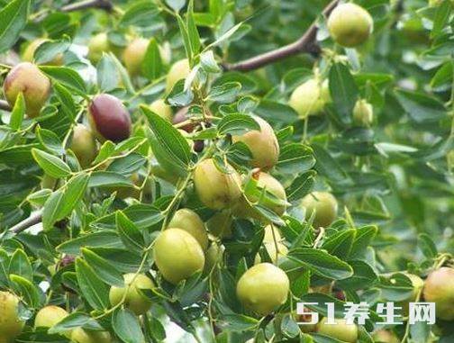 农村20米高的“五眼果”,能有效治疗烫伤,大多有300年历史_凤凰网健康_凤凰网