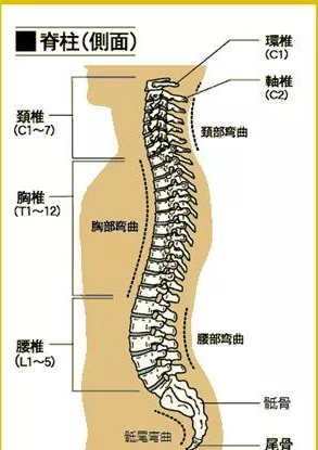 脊椎在什么位置图图片