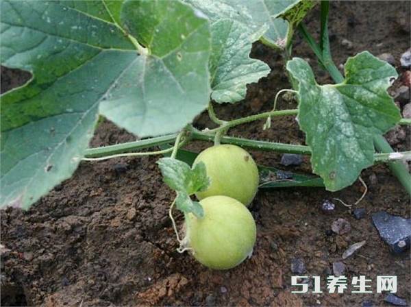 乡下地里这个小西瓜,闻着香,没人吃,营养价值却很高_凤凰网健康_凤凰