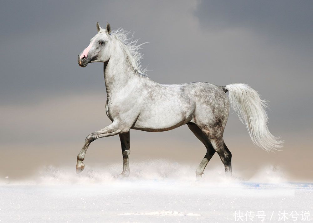 生肖马水瓶男爱情运势如何(属马水瓶座男人对爱情)