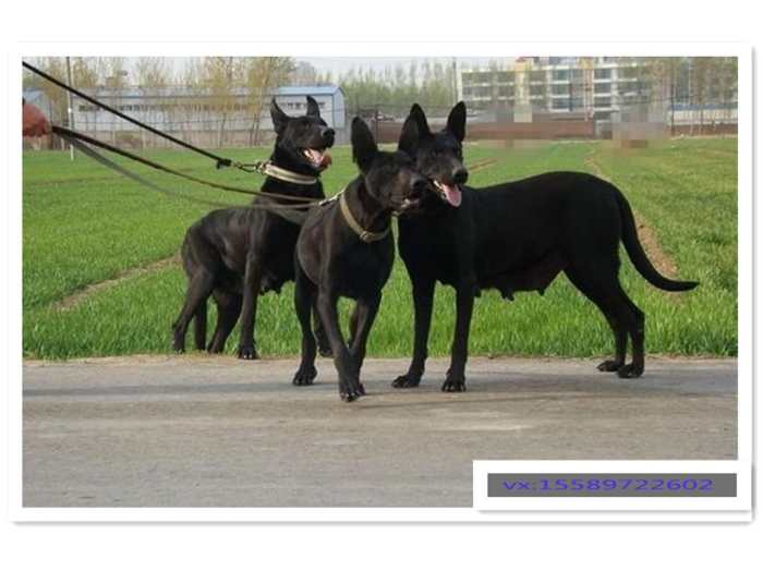 纯种黑狼犬属于狼犬品种,性格相对马犬来说比较温顺,适合看家护院