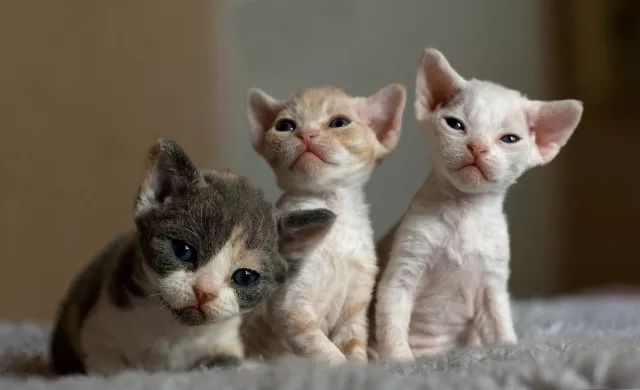 三喵军团没开打真英国三喵了解一下