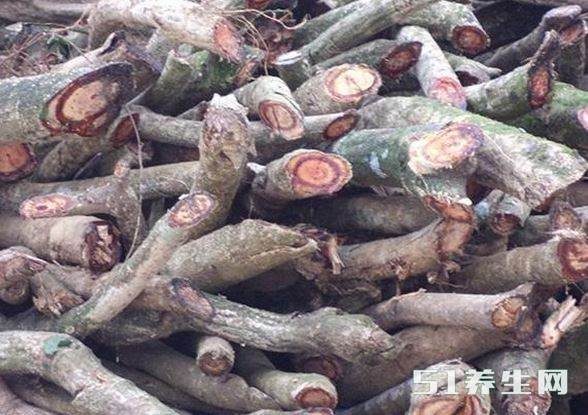 外地人在山里发现“血树”,珍贵难寻,很多人戴在身上保平安_凤凰网健康_凤凰网