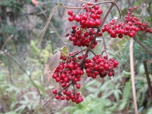 熟了就成暗紫色,甜甜的,吃完後舌頭,嘴唇全是黑的… 熟透了的野葡萄