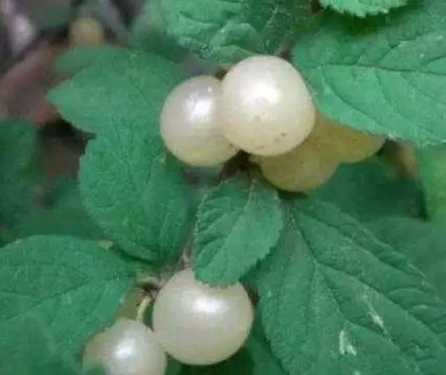 男子首次去乡下女友家,发现树上长了"珍珠",摘来一看,尴尬了