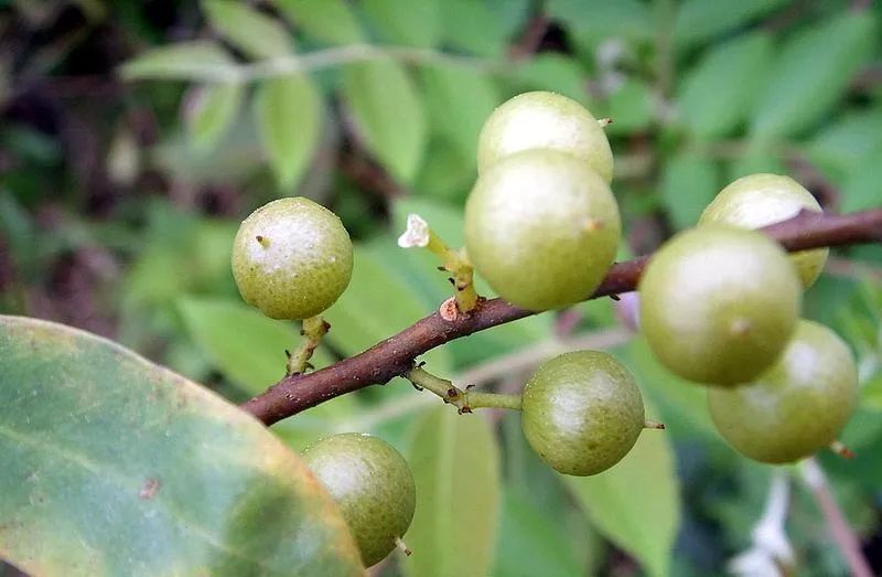 味道就是酸,光看图就吞口水了~ 冬季打霜后更好吃~ 全身毛茸茸,把毛