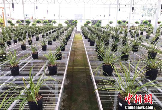 棠棣村新修建的现代化兰花大棚. 张斌 摄