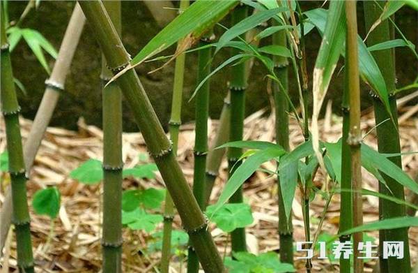 国内独有的“笋中之王”,味道鲜美,长期食用能延年益寿_凤凰网健康_凤凰网