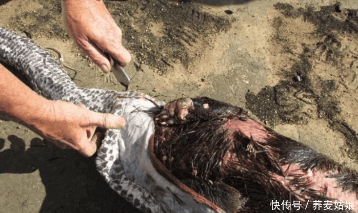 蟒蛇吞下鳄鱼, 一个月后发现它肚子还是鼓鼓的, 却离奇死亡了