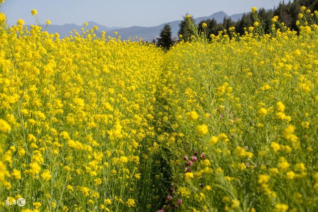 "明天"财神送万财,属鼠人出来接稳啦!尤其1972年的注意了!