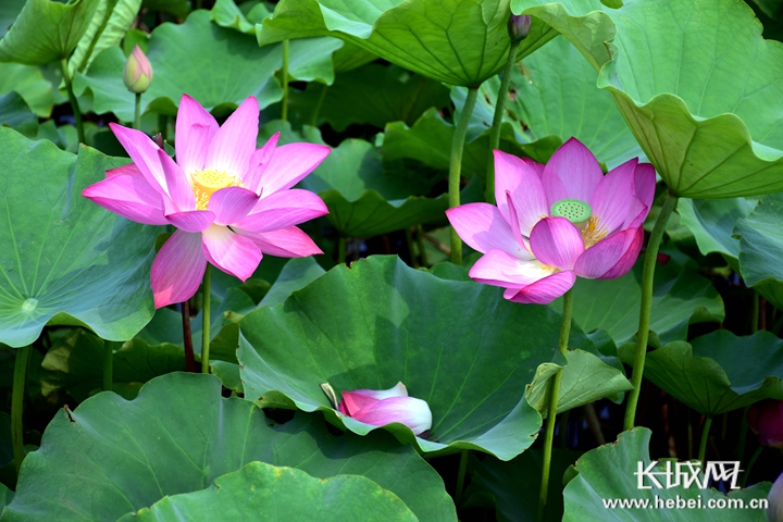 30余个品种12万株花石家庄植物园打造赏荷胜地邀藕遇