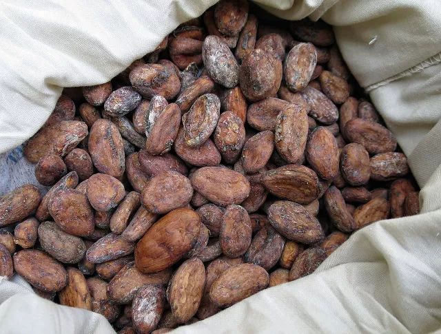 可可豆在玛雅可能是重要的货币