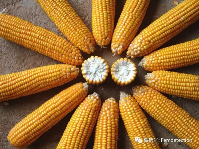 黄曲霉毒素污染重灾区之一——玉米