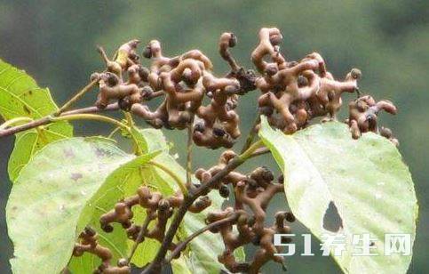 拐枣又叫万寿果和枳椇,好吃能治这么多病,不过这长得好奇怪_凤凰网健康_凤凰网