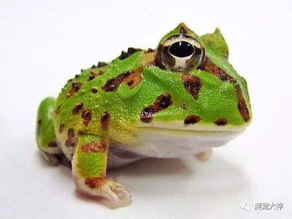 厄瓜多尔角蛙图片