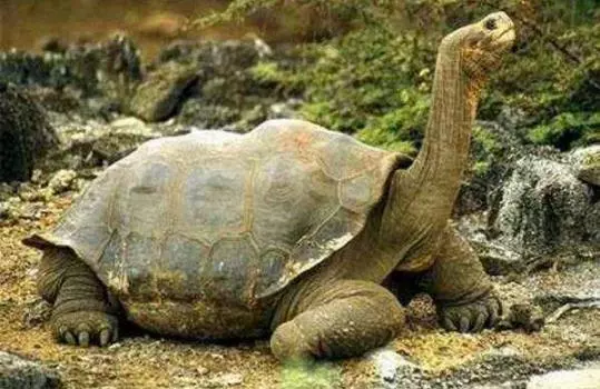 世界上最大的动物,盘点十种超级巨无霸生物