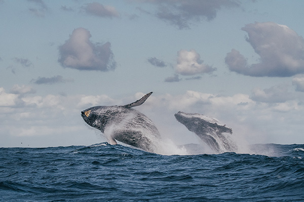 沙丁鱼大迁徙中,两只跃起的座头鲸.