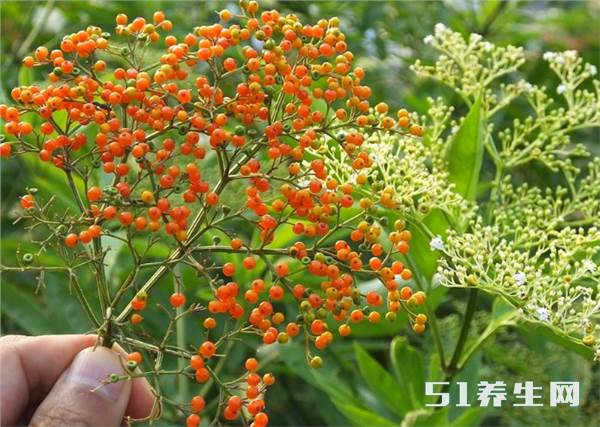 陸英【別名】八稜麻,接骨草,臭草,英雄草,走馬箭,排風草,大臭草,馬鞭