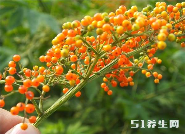 红色浆果是什么味道八棱麻是治疗跌打损伤和风湿病的良药