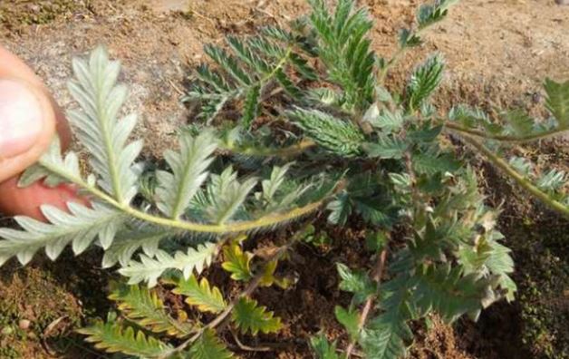 野外看到这种野草的话最好摘起来,药用价值高,它就是"鸡蛋草"